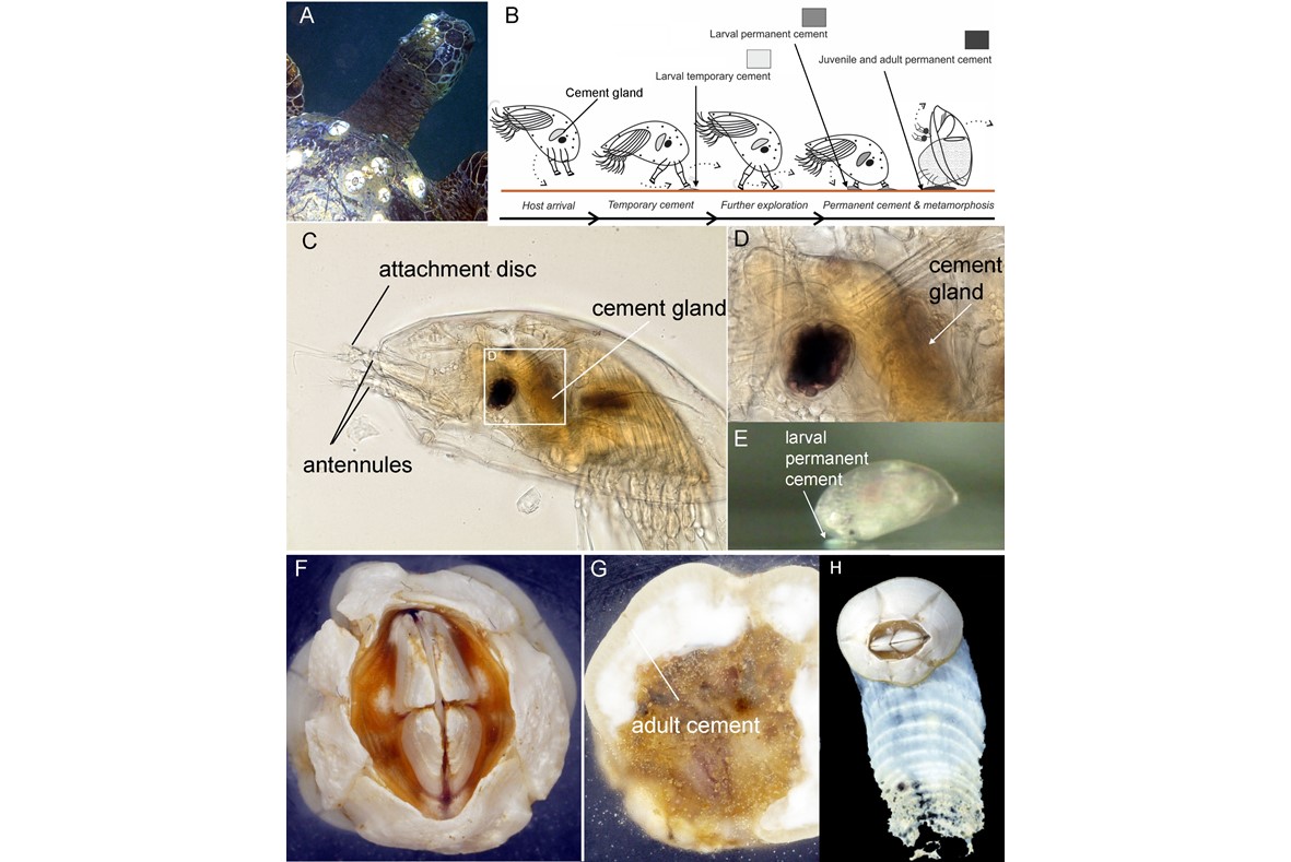 Gene co-option, duplication and divergence of cement proteins underpin the evolution of bioadhesives across barnacle life histories
